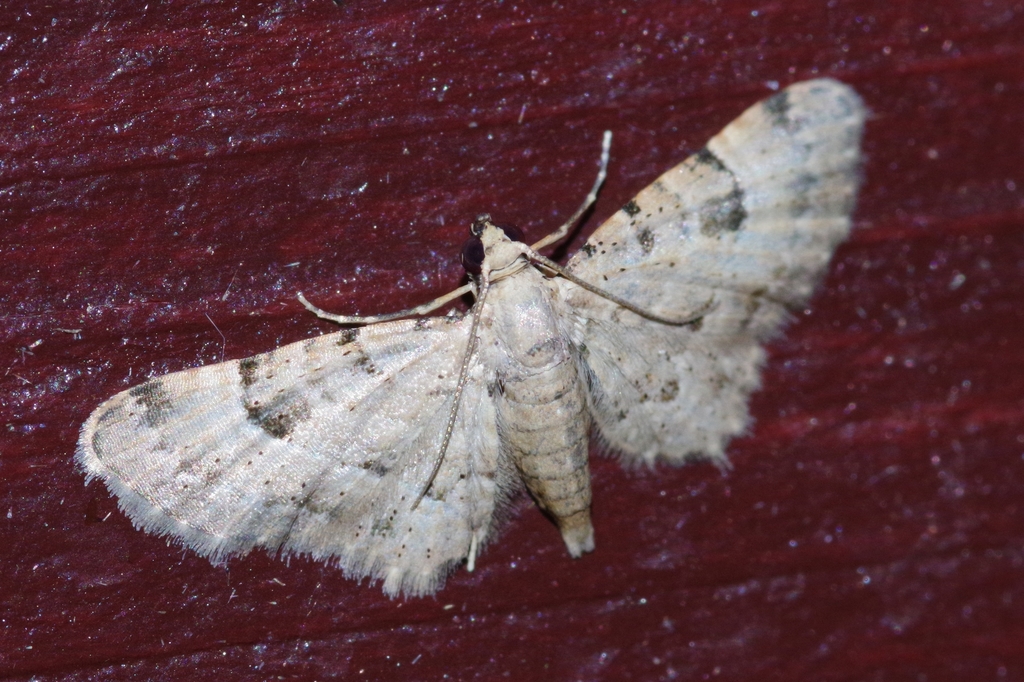 Bosara kadooriensis