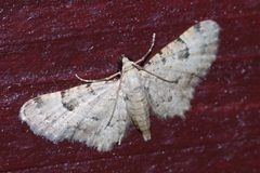 Bosara kadooriensis