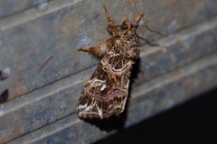 Callopistria duplicans