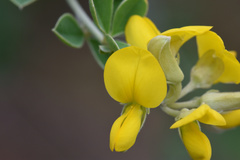 Argyrolobium tomentosum