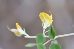 Argyrolobium tomentosum