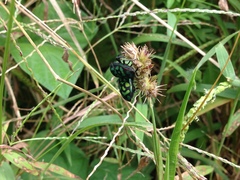 Orsilochides variabilis