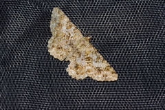 Racotis boarmiaria japonica