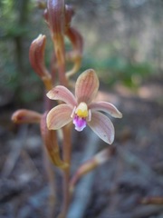 Bletia nitida