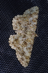 Racotis boarmiaria japonica