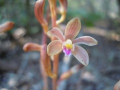 Bletia nitida