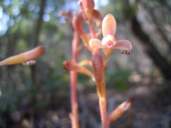 Bletia nitida