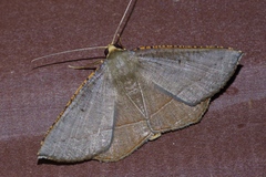 Plesiomorpha flaviceps