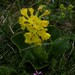 Primula auricula balbisii - Photo (c) de:Benutzer:Griensteidl, alguns direitos reservados (CC BY-SA)