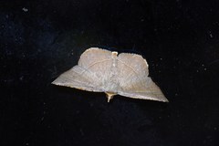 Plesiomorpha flaviceps