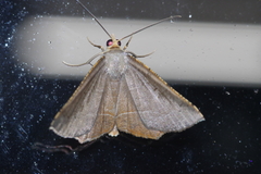 Plesiomorpha flaviceps