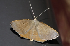 Plesiomorpha flaviceps