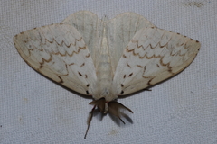 Lymantria xylina