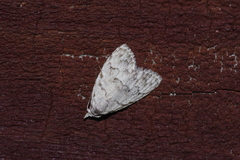 Nola thyrophora
