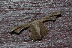 Monobolodes prunaria