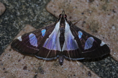 Glyphodes actorionalis