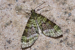 Phthonoloba viridifasciata