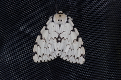 Lymantria minomonis
