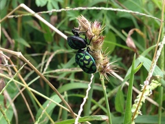 Orsilochides variabilis