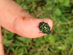 Orsilochides variabilis