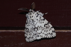 Lymantria minomonis