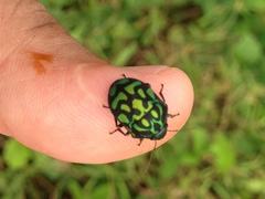 Orsilochides variabilis