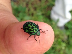 Orsilochides variabilis