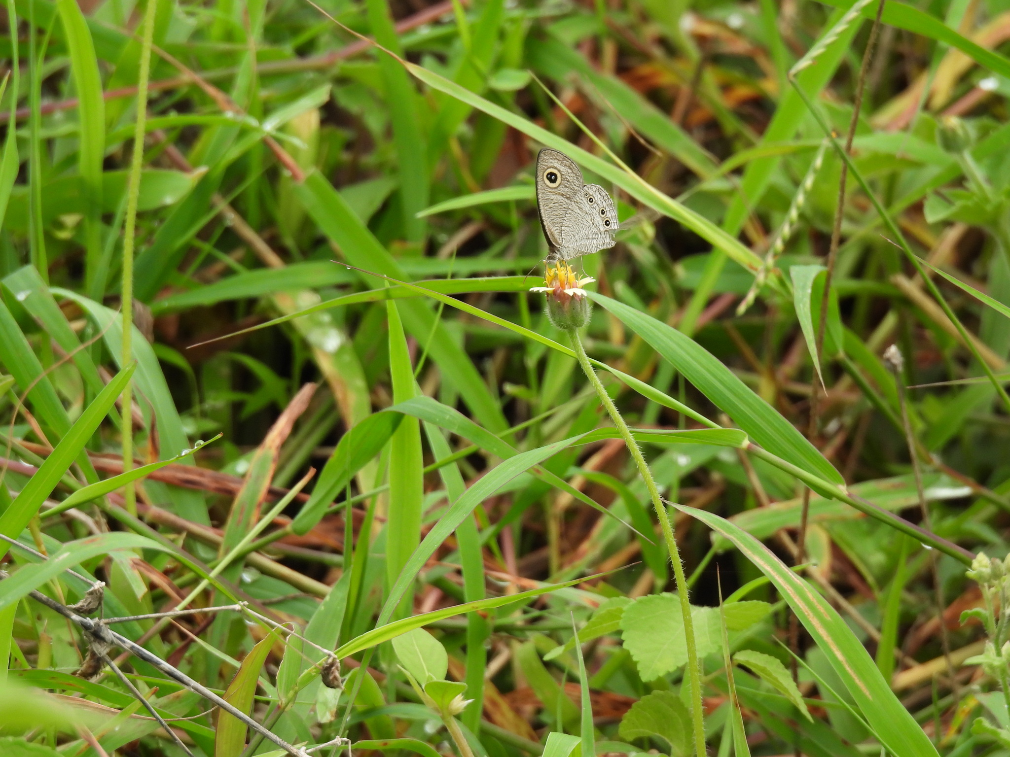 Common Five-Ring