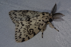 Lymantria minomonis