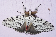 Lymantria minomonis