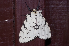 Lymantria minomonis