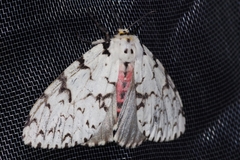 Lymantria minomonis