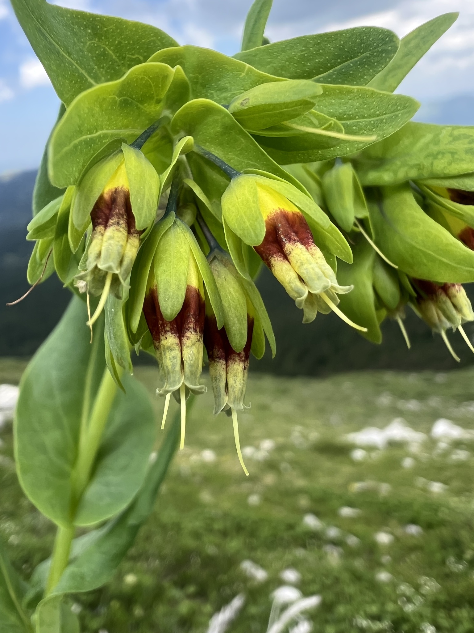 Smooth Honeywort (Cerinthe glabra)