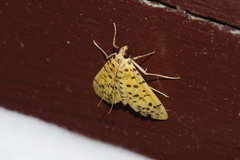 Conogethes punctiferalis