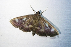 Herpetogramma luctuosalis