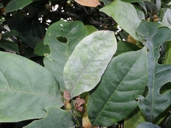 Erysiphe magnifica