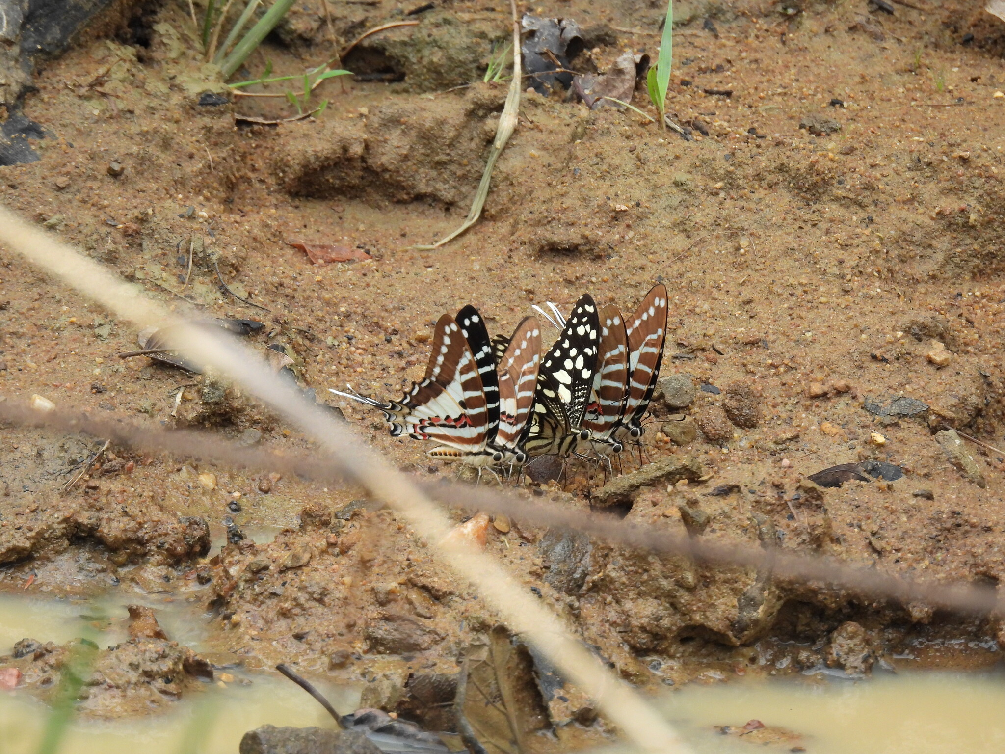 Spot Swordtail