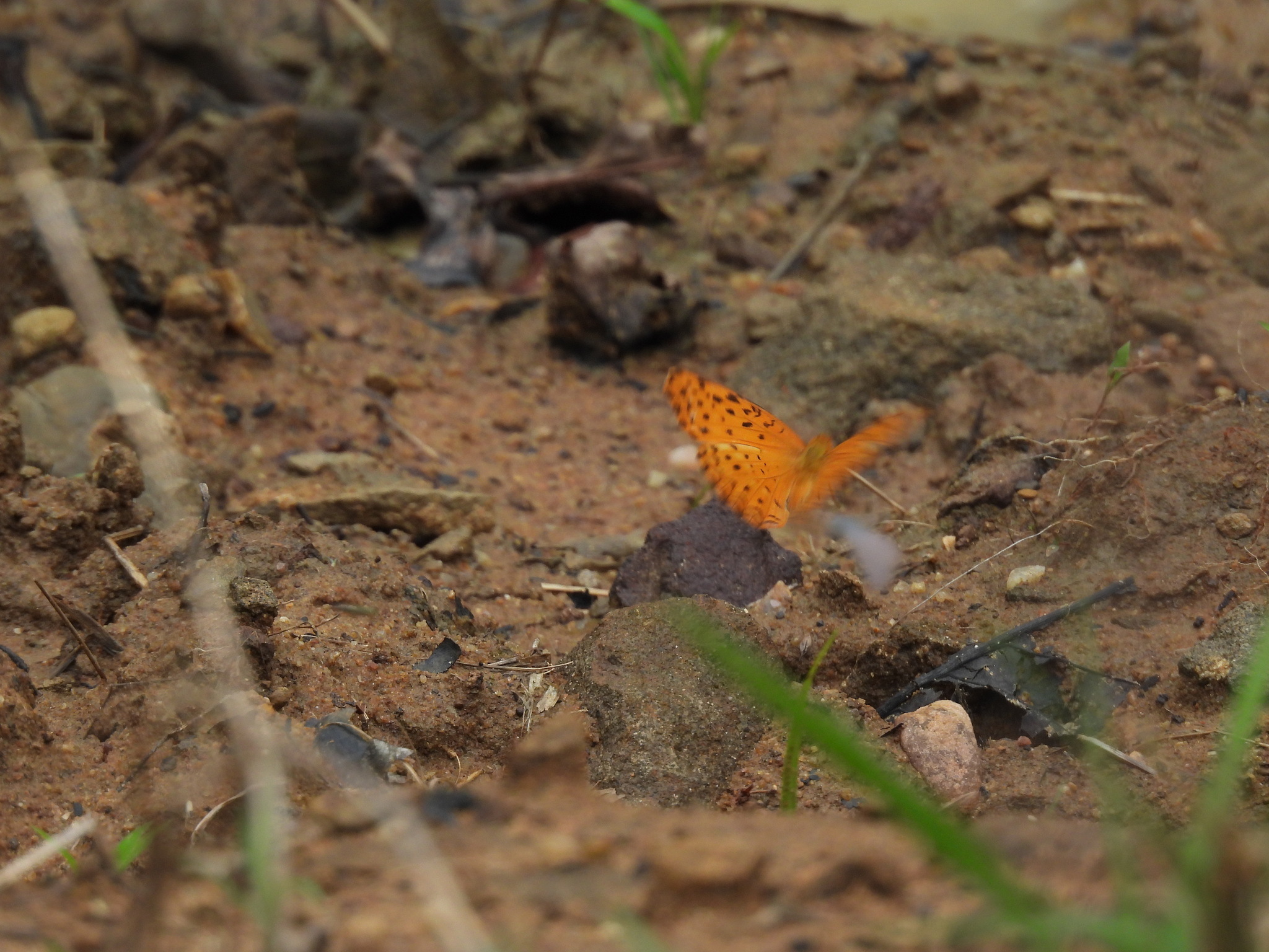 Common Leopard