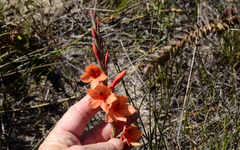 Watsonia stenosiphon