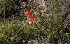 Watsonia stenosiphon