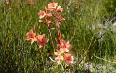 Watsonia stenosiphon