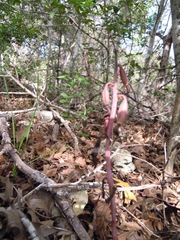 Bletia nitida