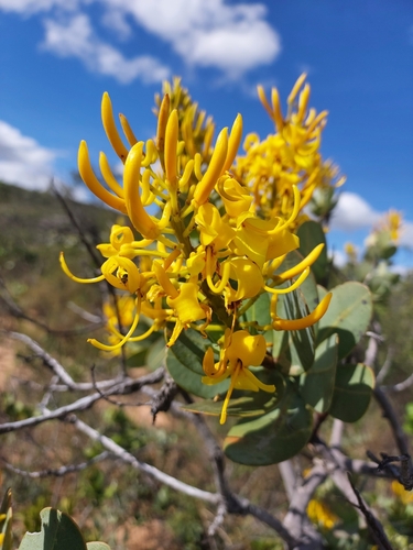 Vochysia elliptica