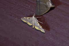 Prophantis adusta