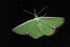 Comibaena procumbaria