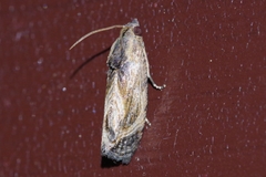 Cryptophlebia repletana