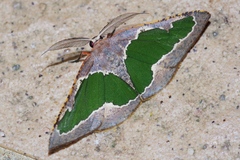 Celenna festivaria