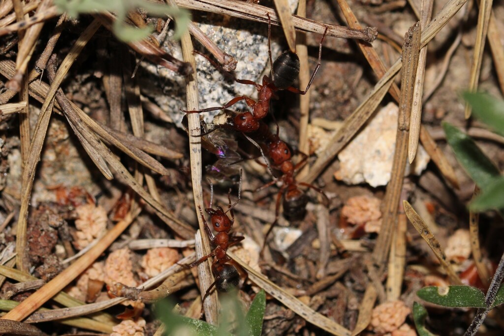 Formica dusmeti