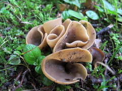 Otidea alutacea