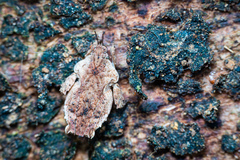 Eurymorphopus bolivariensis